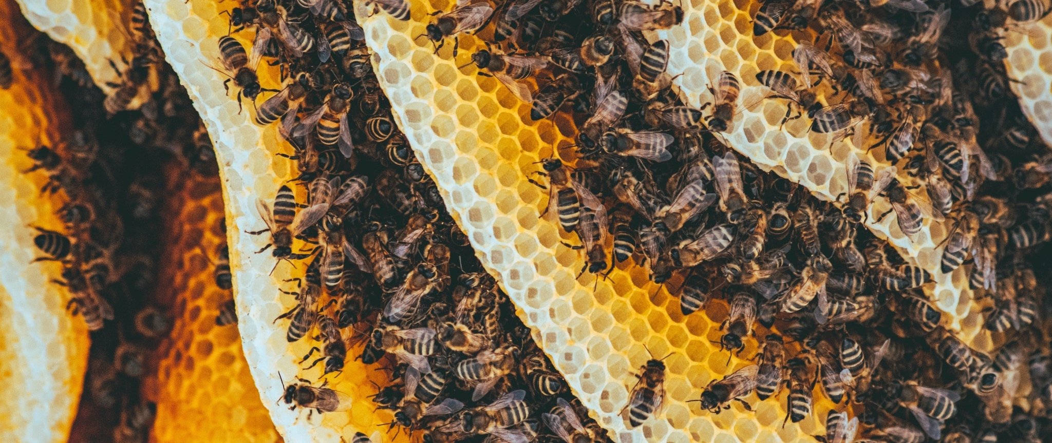 Fact vs. Fiction: The Truth About Harvesting Honey - Hey Honey Beauty