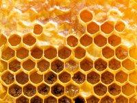 The Rise of Propolis - Hey Honey Beauty