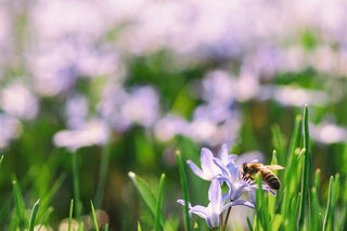 Transitioning Your Skin From Winter to Spring - Hey Honey Beauty